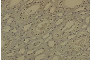 IHC analysis of DNMT1 in medullar kidney tissue sections using DNMT / DNMT1 antibody. (DNMT1 antibody  (AA 637-650) (FITC))