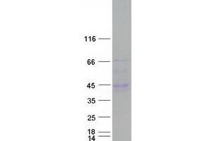 Validation with Western Blot (C6ORF58 Protein (Myc-DYKDDDDK Tag))