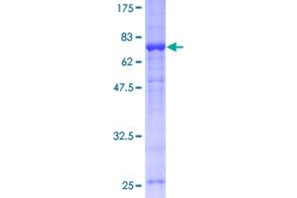 IRF1 Protein (AA 1-325) (GST tag)