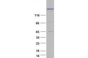 Validation with Western Blot (EIF4G1 Protein (Transcript Variant 5) (Myc-DYKDDDDK Tag))