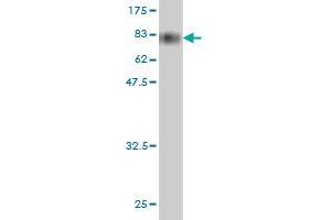 Western Blot detection against Immunogen (79. (HSPBAP1 antibody  (AA 1-488))