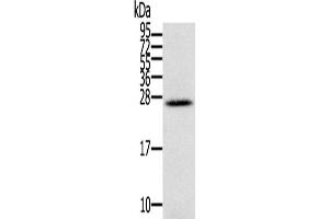 Western Blotting (WB) image for anti-Interleukin 28B (Interferon, lambda 3) (IL28B) antibody (ABIN2430305)