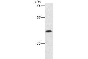 Western Blot analysis of 231 cell using PLAT Polyclonal Antibody at dilution of 1:450