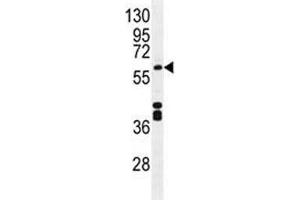 CYP1A2 antibody western blot analysis in mouse liver tissue lysate. (CYP1A2 antibody  (AA 255-282))