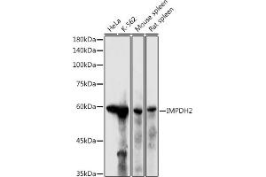 Western blot analysis of extracts of various cell lines, using IMPDH2 antibody (ABIN6130493, ABIN6142435, ABIN6142436 and ABIN6220985) at 1:500 dilution. (IMPDH2 antibody  (AA 215-514))