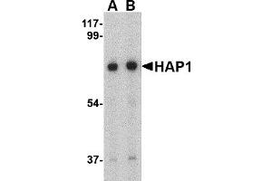 Western Blotting (WB) image for anti-Huntingtin Associated Protein 1 (HAP1) (Middle Region) antibody (ABIN1030947) (HAP1 antibody  (Middle Region))