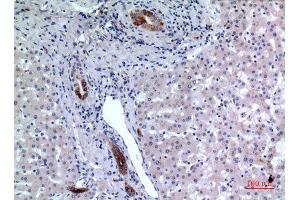 Immunohistochemistry (IHC) analysis of paraffin-embedded Human Liver, antibody was diluted at 1:100. (CD37 antibody  (Internal Region))