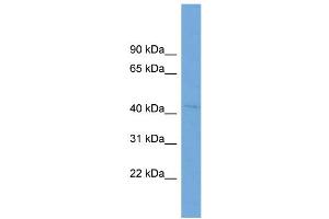WB Suggested Anti-RABEPK  Antibody Titration: 0. (RABEPK antibody  (N-Term))