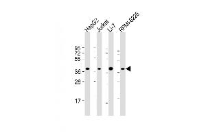 All lanes : Anti-C9orf100 Antibody (Center) at 1:2000 dilution Lane 1: HepG2 whole cell lysate Lane 2: Jurkat whole cell lysate Lane 3: Li-7 whole cell lysate Lane 4: RI-8226 whole cell lysate Lysates/proteins at 20 μg per lane. (C9orf100 antibody  (AA 180-211))