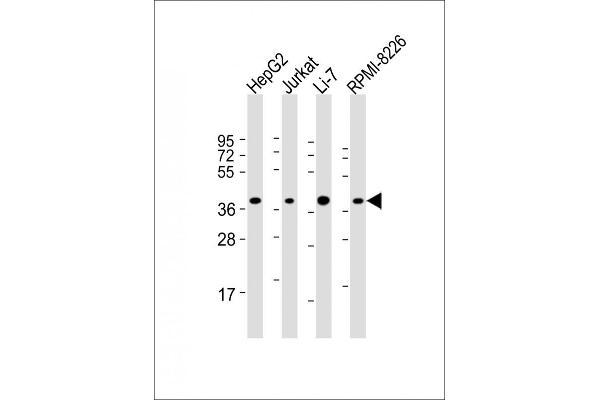 C9orf100 anticorps  (AA 180-211)