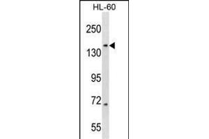 RIMBP3 Antibody (N-term) (ABIN1539632 and ABIN2848626) western blot analysis in HL-60 cell line lysates (35 μg/lane). (RIMBP3 antibody  (N-Term))
