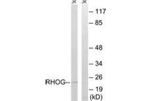 Western Blotting (WB) image for anti-Ras Homolog Family Member G (RHOG) (AA 97-146) antibody (ABIN2890593) (RHOG antibody  (AA 97-146))