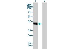 Western Blot analysis of CRX expression in transfected 293T cell line by CRX monoclonal antibody (M02), clone 4G11. (CRX antibody  (AA 1-95))