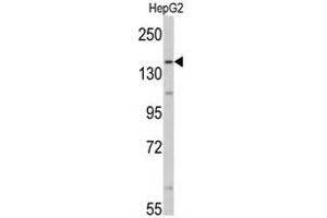 Image no. 1 for anti-Aldehyde Oxidase 1 (AOX1) (Middle Region) antibody (ABIN452746) (AOX1 antibody  (Middle Region))