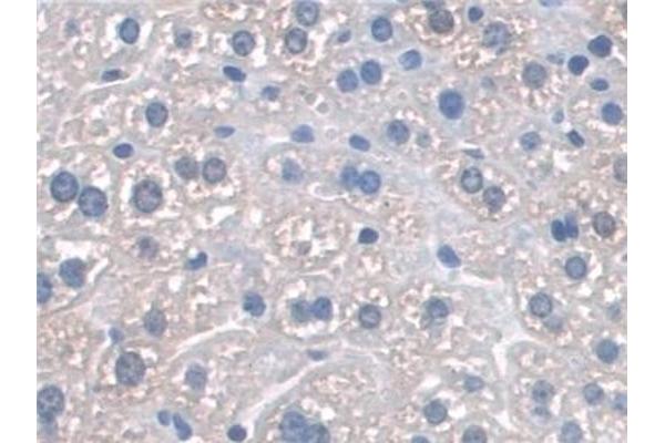 SNAP23 antibody  (AA 1-210)