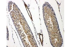 IHC-P: Prolactin Receptor antibody testing of rat testis tissue (Prolactin Receptor antibody  (C-Term))