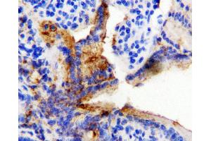Anti-HSP60 antibody, IHC(P) IHC(P): Rat Intestine Tissue
