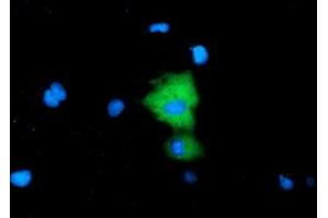 Anti-AFP mouse monoclonal antibody (ABIN2452713) immunofluorescent staining of COS7 cells transiently transfected by pCMV6-ENTRY AFP (RC206622). (alpha Fetoprotein antibody)