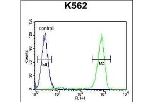 OC90 Antibody (Center) (ABIN655624 and ABIN2845103) flow cytometric analysis of K562 cells (right histogram) compared to a negative control cell (left histogram). (OC90 antibody  (AA 223-252))