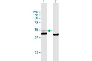 Western Blot analysis of PPID expression in transfected 293T cell line by PPID MaxPab polyclonal antibody. (PPID antibody  (AA 1-370))