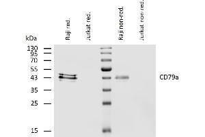 Western blotting analysis of human CD79a using mouse monoclonal antibody HM47 on lysates of Raji and Jurkat (negative control) cell line under reducing and non-reducing conditions. (CD79a antibody  (AA 208-222))