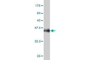 Western Blot detection against Immunogen (36. (PPFIBP2 antibody  (AA 1-100))