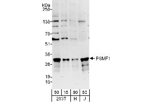 anti-Proteasome (Prosome, Macropain) Inhibitor Subunit 1 (PI31) (PSMF1) (AA 150-200) antibody