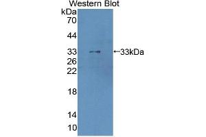Figure. (Cathepsin Z antibody  (AA 34-291))