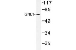 Image no. 1 for anti-Guanine Nucleotide Binding Protein Like Protein 1 (GNL1) antibody (ABIN317914)