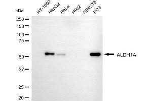 Western blotting analysis using ALDH1A3 antibody (ABIN7797557).