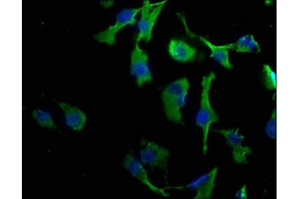 CLDND1 antibody  (AA 26-140)