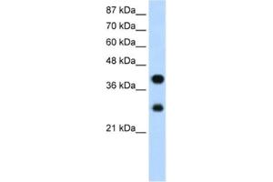 Western Blotting (WB) image for anti-Poly(rC) Binding Protein 2 (PCBP2) antibody (ABIN2462179) (PCBP2 antibody)