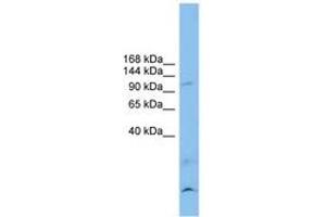 Image no. 1 for anti-Calsyntenin 3 (CLSTN3) (AA 179-228) antibody (ABIN6744831) (Calsyntenin 3 antibody  (AA 179-228))