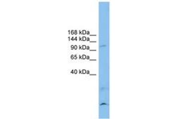 Calsyntenin 3 antibody  (AA 179-228)