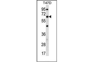 Western blot analysis of FAM83D Antibody (C-term) in T47D cell line lysates (35ug/lane). (FAM83D antibody  (C-Term))