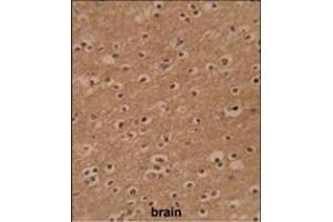 Formalin-fixed and paraffin-embedded human brain reacted with ZBTB2 Antibody (C-term), which was peroxidase-conjugated to the secondary antibody, followed by DAB staining. (ZBTB2 antibody  (C-Term))