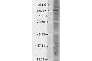 Western Blot analysis of Rat brain membrane lysate showing detection of SHANK protein using Mouse Anti-SHANK Monoclonal Antibody, Clone S23b-49 . (SHANK2 antibody  (AA 84-309))