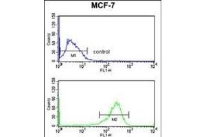 SELT Antibody (N-term) (ABIN653254 and ABIN2842777) flow cytometry analysis of MCF-7 cells (bottom histogram) compared to a negative control cell (top histogram).