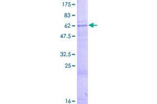 ZDHHC15 Protein (AA 1-337) (GST tag)