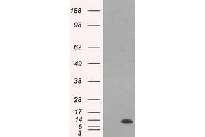 HEK293T cells were transfected with the pCMV6-ENTRY control (Left lane) or pCMV6-ENTRY ID3 (Right lane) cDNA for 48 hrs and lysed. (ID3 antibody)