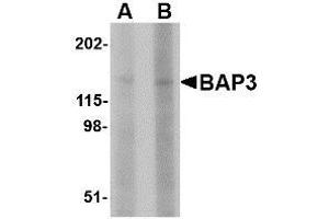 Image no. 1 for anti-BAI1-Associated Protein 3 (BAIAP3) (N-Term) antibody (ABIN1495387)