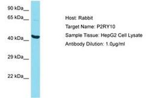 Image no. 1 for anti-Purinergic Receptor P2Y, G-Protein Coupled, 10 (P2RY10) (N-Term) antibody (ABIN6750599) (P2RY10 antibody  (N-Term))