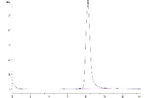 The purity of Human Factor H is greater than 95 % as determined by SEC-HPLC. (Complement Factor H Protein (CFH) (AA 860-1231) (His tag))