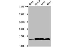 Western Blot Positive WB detected in: Hela whole cell lysate, HepG2 whole cell lysate, A549 whole cell lysate, K562 whole cell lysate (All treated by 30 mM sodium butyrate for 4h) All lanes: H2AFZ antibody at 0. (H2AFZ antibody  (acLys7))