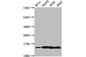 Western Blot Positive WB detected in: Hela whole cell lysate, HepG2 whole cell lysate, A549 whole cell lysate, K562 whole cell lysate (All treated by 30 mM sodium butyrate for 4h) All lanes: H2AFZ antibody at 0.