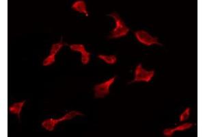 ABIN6274972 staining HeLa by IF/ICC. (CPN2 antibody  (C-Term))
