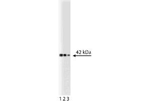 Western blot analysis of p38alpha on a Jurkat lysate. (MAPK14 antibody  (AA 243-355))