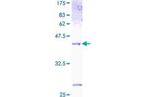 Id2 Protein (AA 1-134) (GST tag)