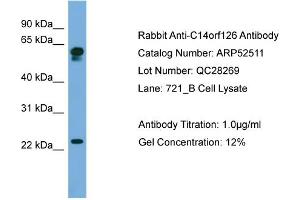 WB Suggested Anti-C14orf126  Antibody Titration: 0. (C14orf126 antibody  (Middle Region))