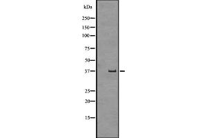 Western blot analysis of GPR43 expression in Human fetal liver lysate ,The lane on the left is treated with the antigen-specific peptide. (FFAR2 antibody  (C-Term))